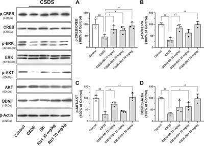 Ginsenoside Rb1 Produces Antidepressant-Like Effects in a Chronic Social Defeat Stress Model of Depression Through the BDNF–Trkb Signaling Pathway